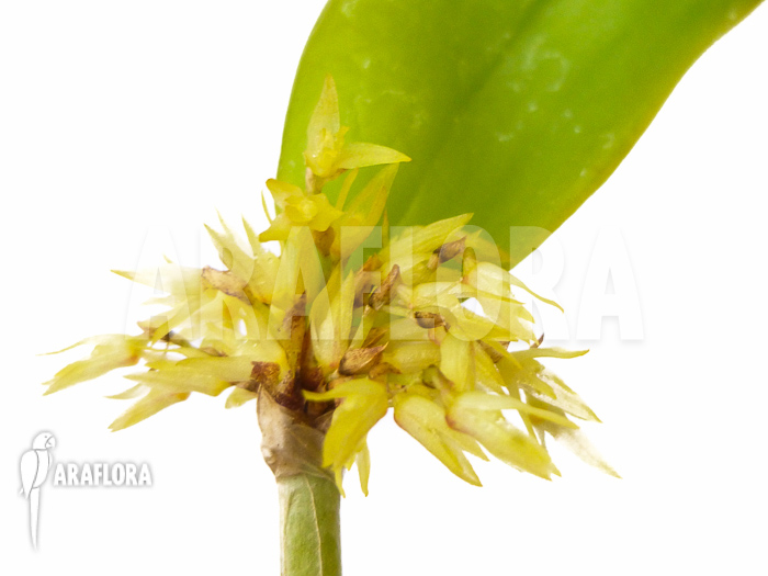 Pleurothallis obovata