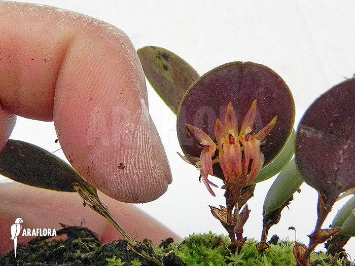 Pleurothallis orbicularis ‚Trichosalpinx orbicularis‘