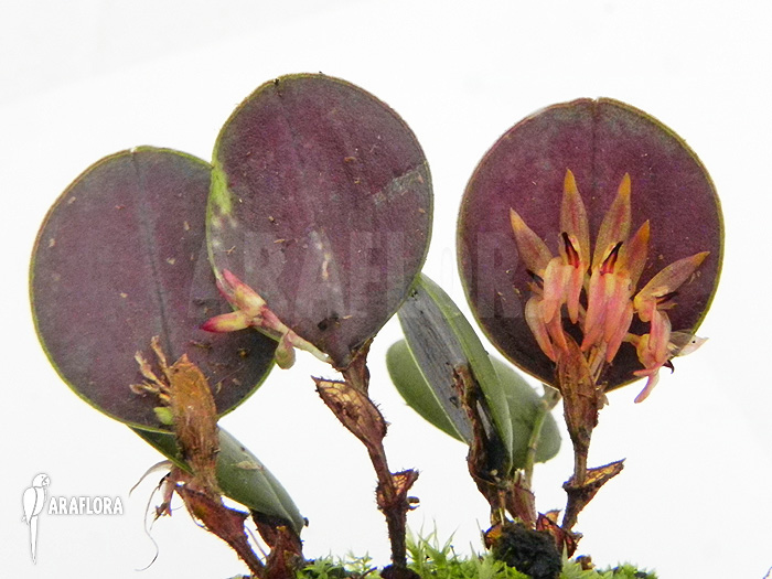 Pleurothallis orbicularis ‚Trichosalpinx orbicularis‘