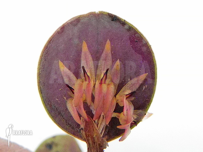 Pleurothallis orbicularis ‚Trichosalpinx orbicularis‘