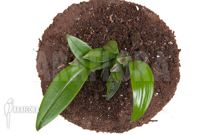 Pleurothallis renieana ‚M‘