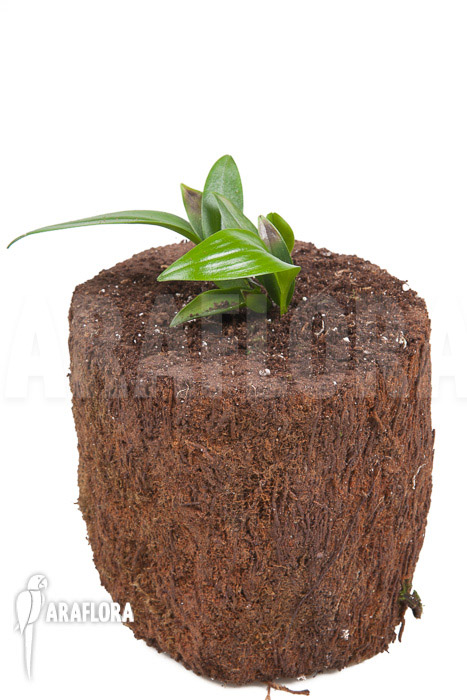 Pleurothallis renieana ‚M‘