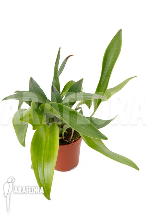 Pleurothallis renieana ‚M‘