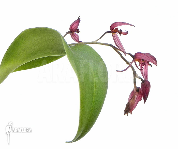 Pleurothallis rowleei