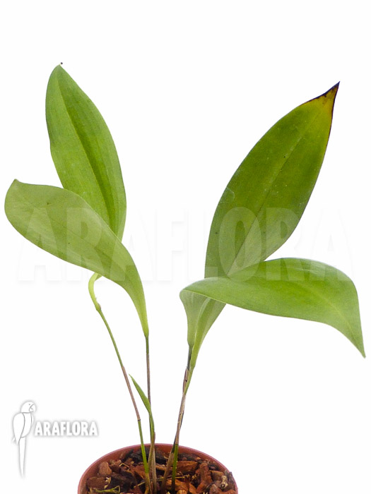 Pleurothallis secunda