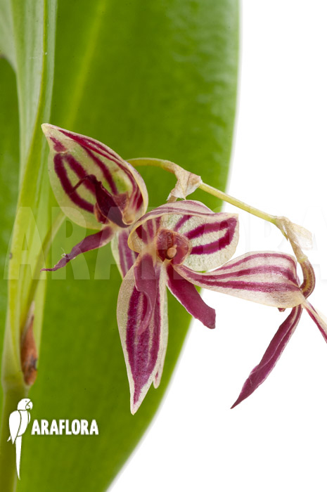 Pleurothallis secunda
