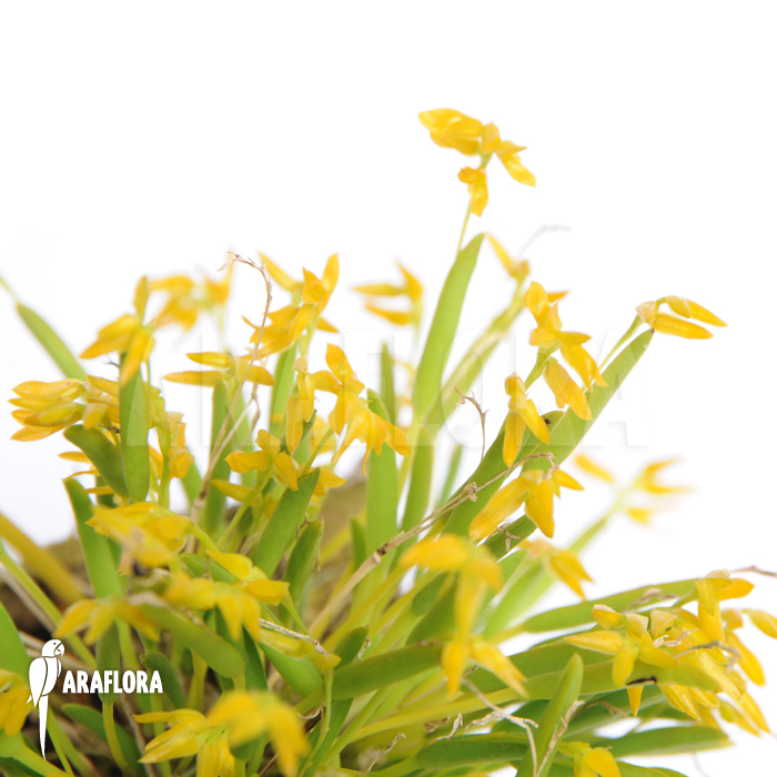 Pleurothallis sonderiana