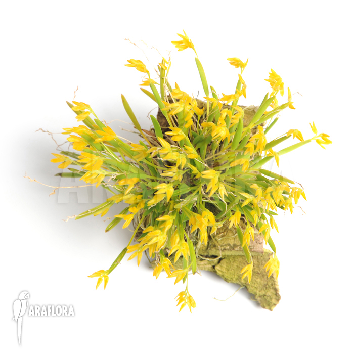 Pleurothallis sonderiana