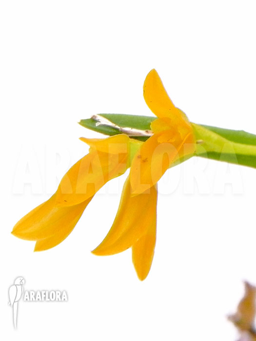 Pleurothallis sonderiana Starter