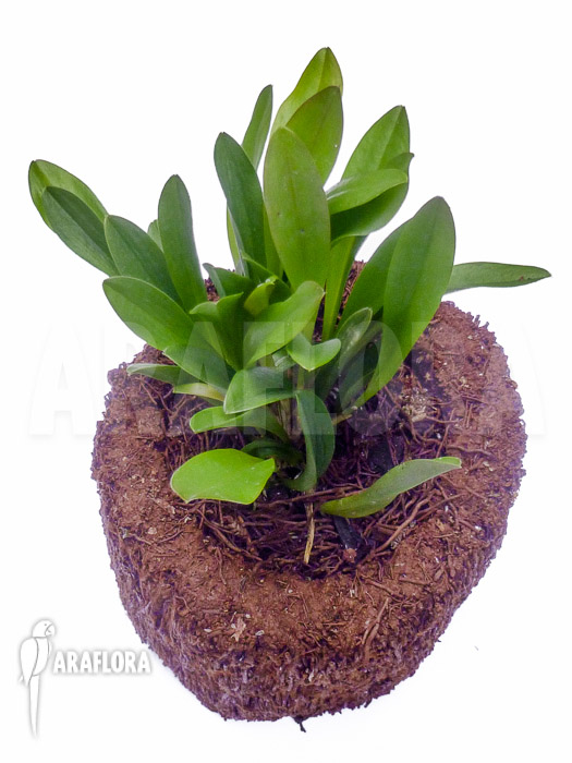 Pleurothallis sp yuccatanensis