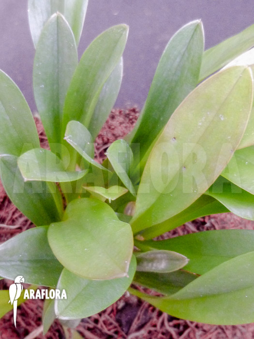 Pleurothallis sp yuccatanensis