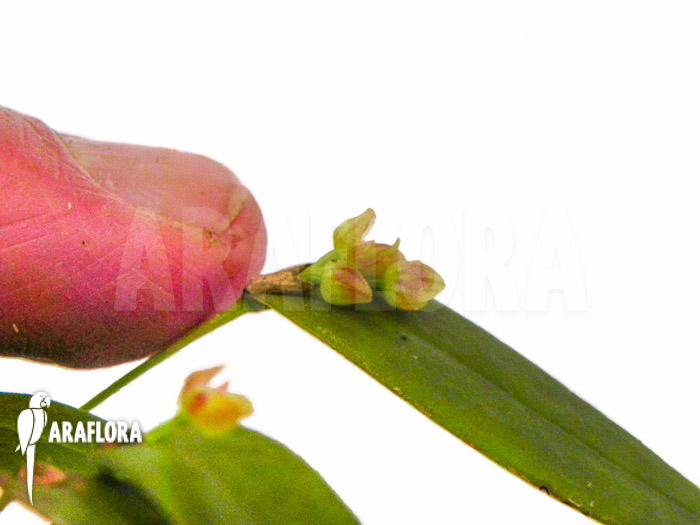 Pleurothallis tridentata