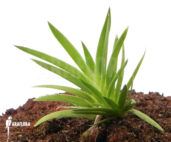 Podangis dactyloceras