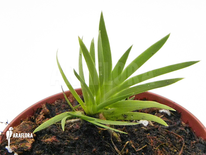 Podangis dactyloceras