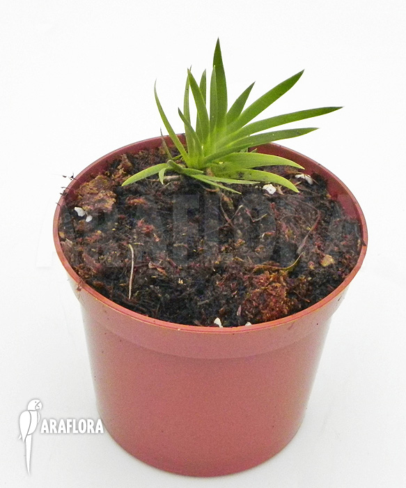 Podangis dactyloceras