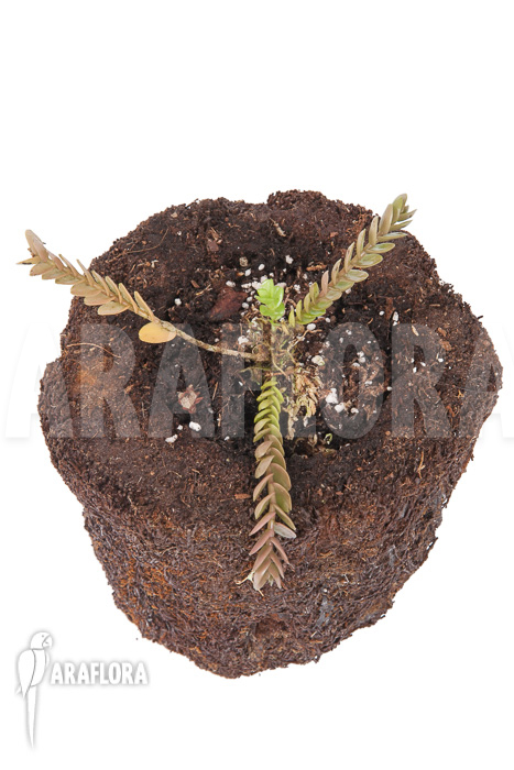 Podochilus muricatus