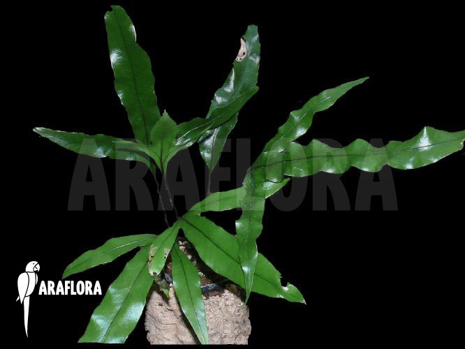 Polypodium billardieri