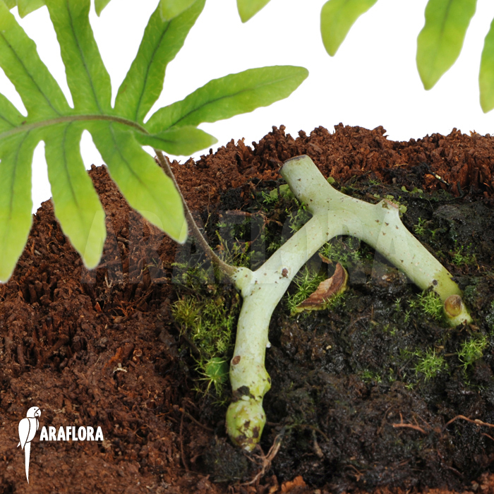 Polypodium formosanum