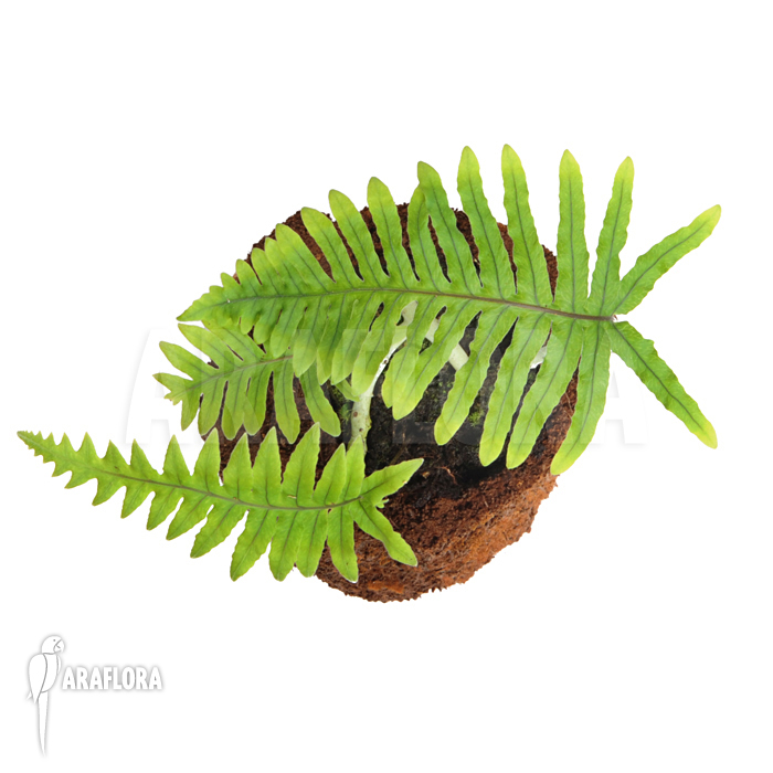 Polypodium formosanum