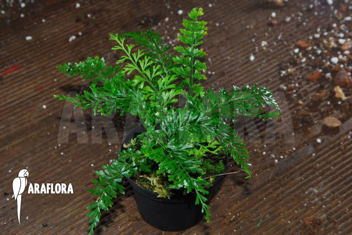 Polystichum lepidocaulon