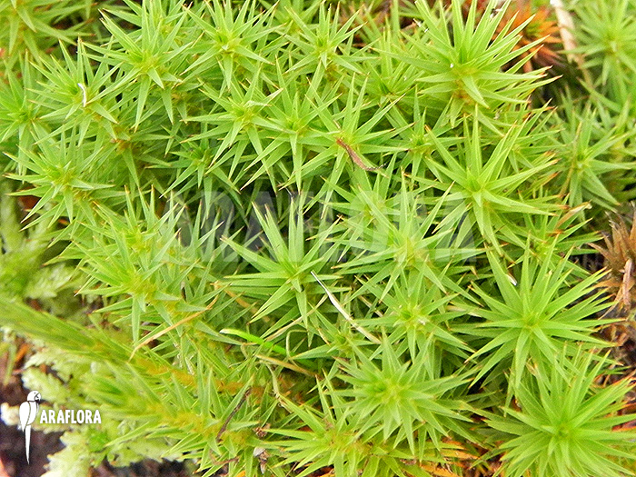 Polytrichum formosum ‚Star mos‘