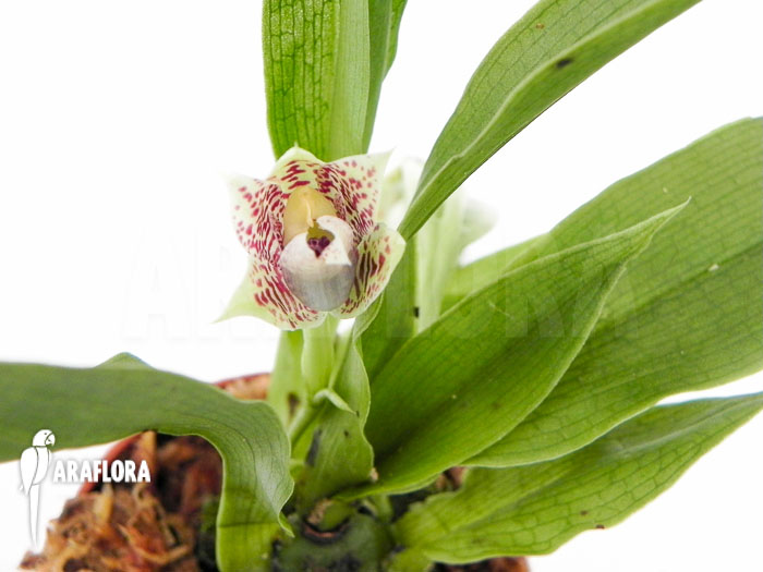 Promenaea rollisonii