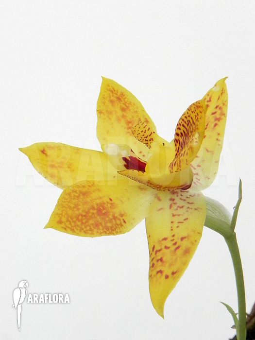 Promenaea x ‚Sunlight‘