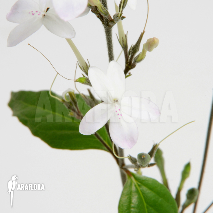 Pseuderanthemum variabile ‚S‘