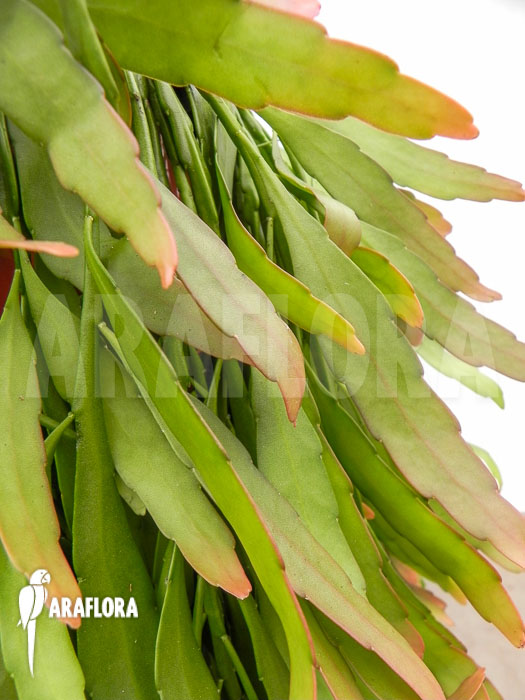 Pseudorhipsalis ramulosa ‚Red Coral‘