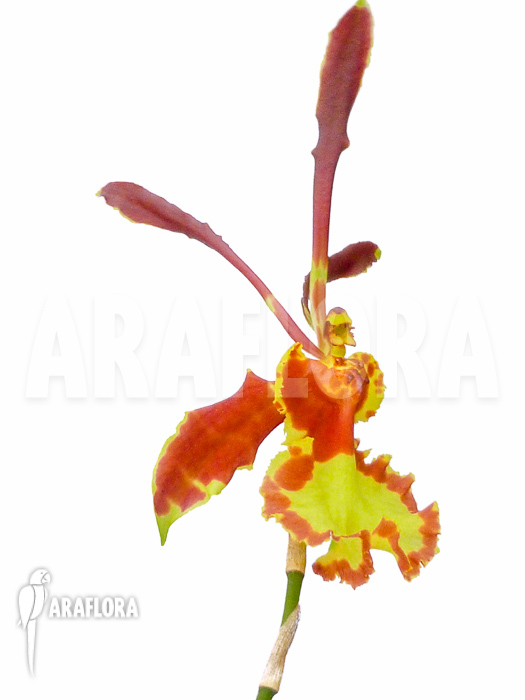 Psychopsis papilio