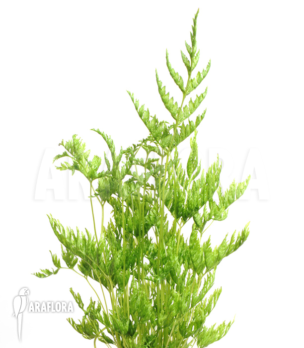 Pteris dentata ‚Stramina‘