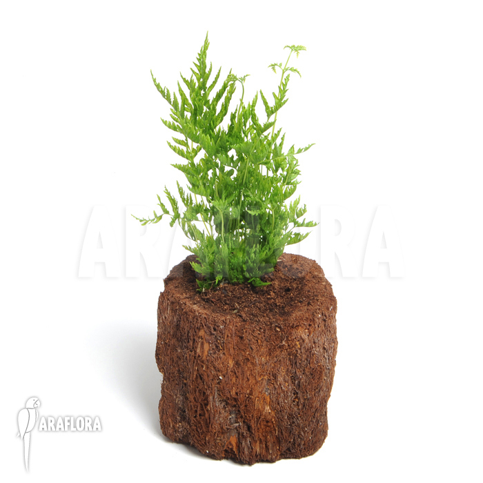 Pteris dentata ‚Stramina‘