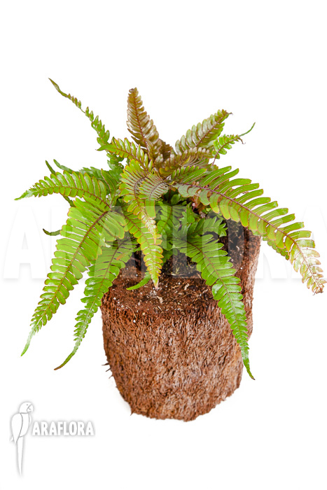 Pteris quadriaurita ‚Tricolor‘