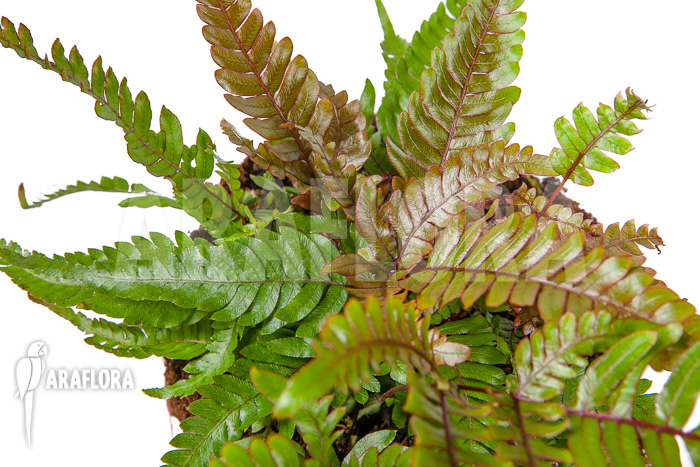 Pteris quadriaurita ‚Tricolor‘