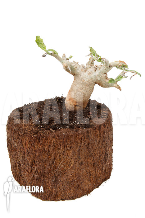 Pterodiscus makatiniensis