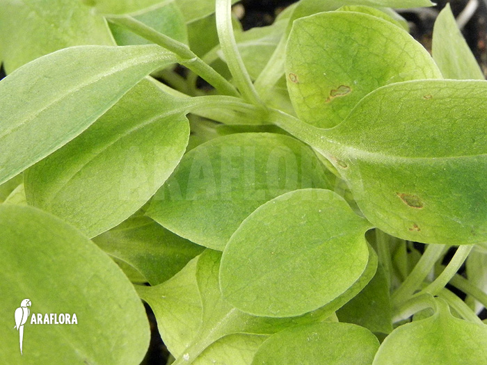 Pterostylis ophioglossa