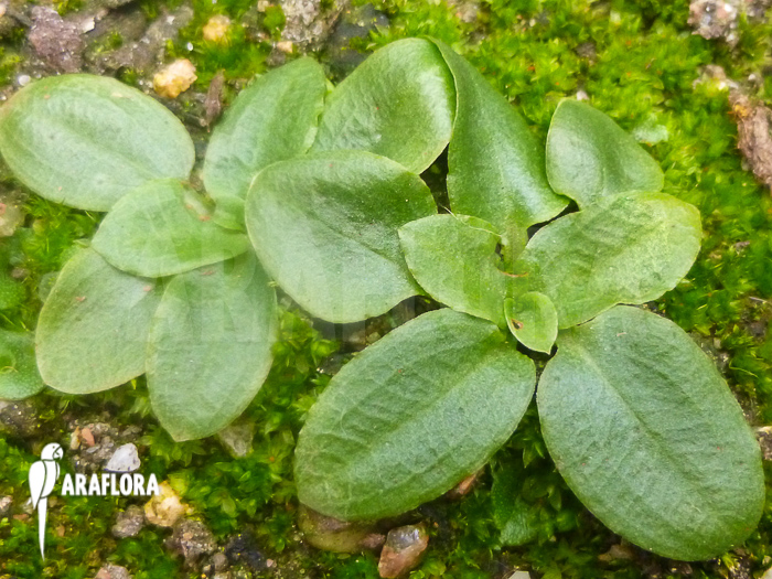 Pterostylis ophioglossa