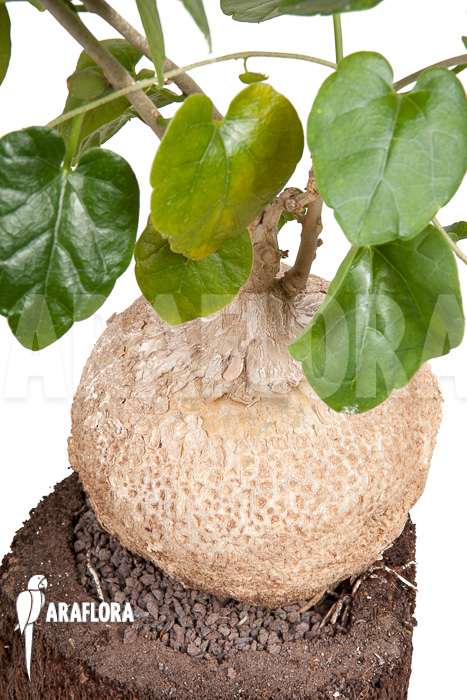 Pyrenacantha malvifolia ‚L‘