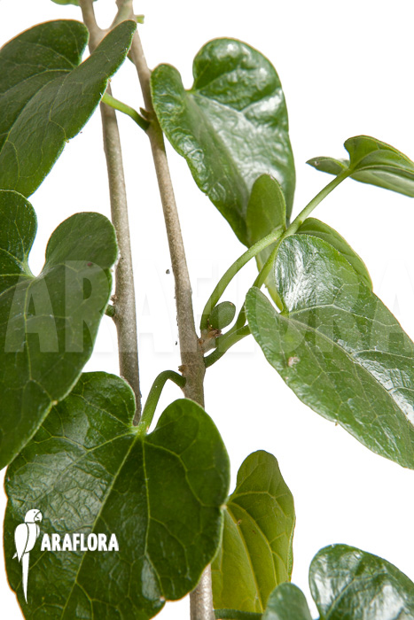 Pyrenacantha malvifolia ‚L‘