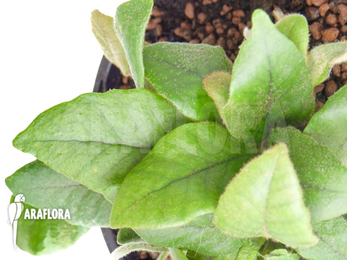 Pyrrosia lingua type 3