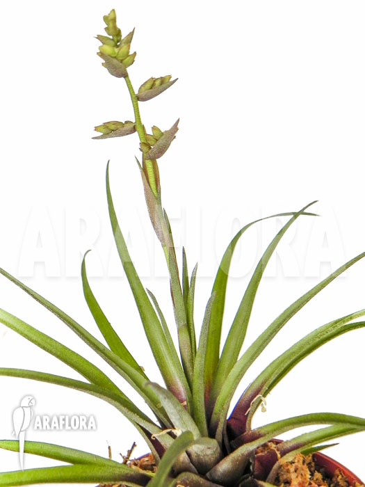 Racinaea schumanniana