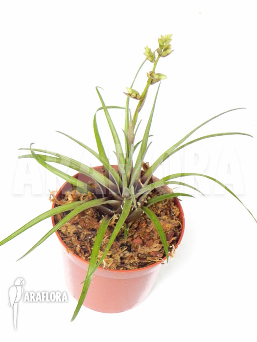 Racinaea schumanniana