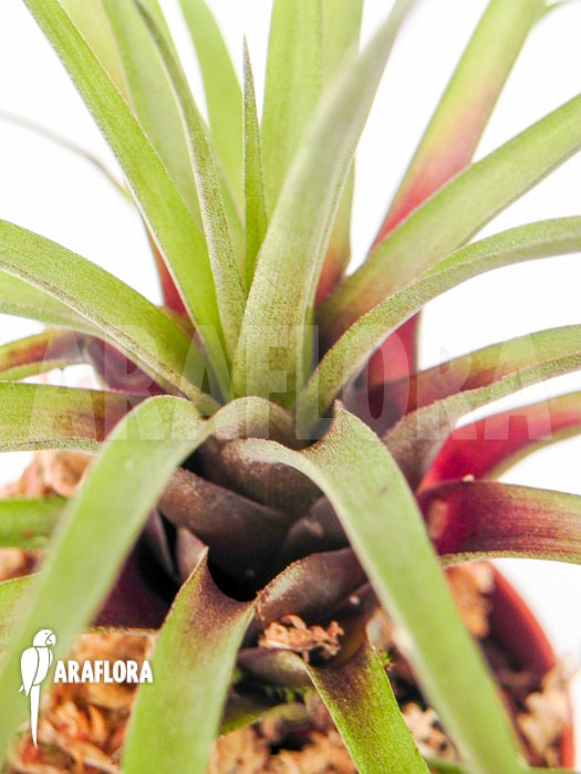 Racinaea schumanniana