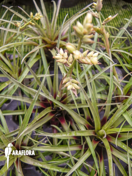 Racinaea schumanniana