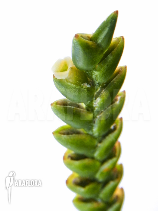 Racinaea spiculosa Duida