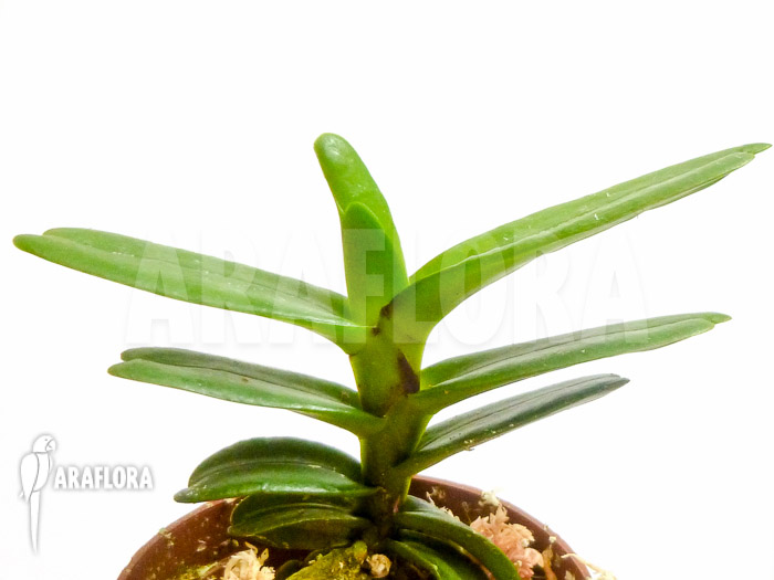 Renanthera imschootiana