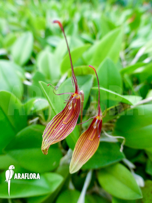 Restrepia trichoglossa