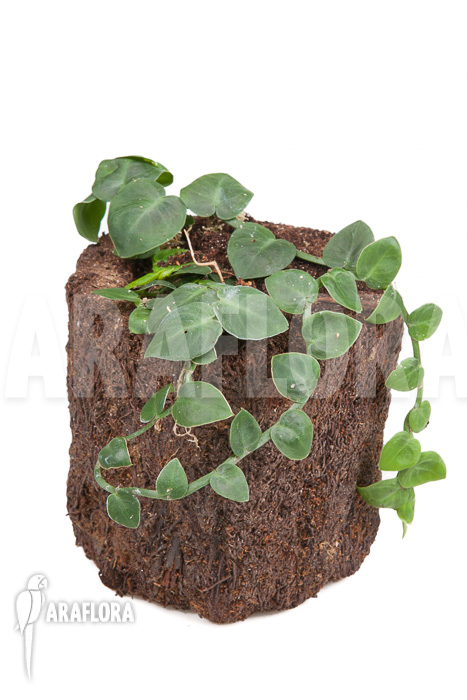 Rhaphidophora korthalsii