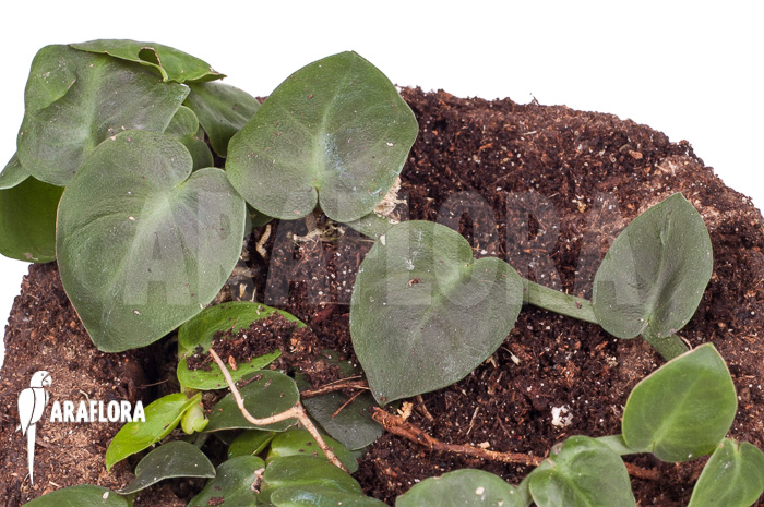 Rhaphidophora korthalsii