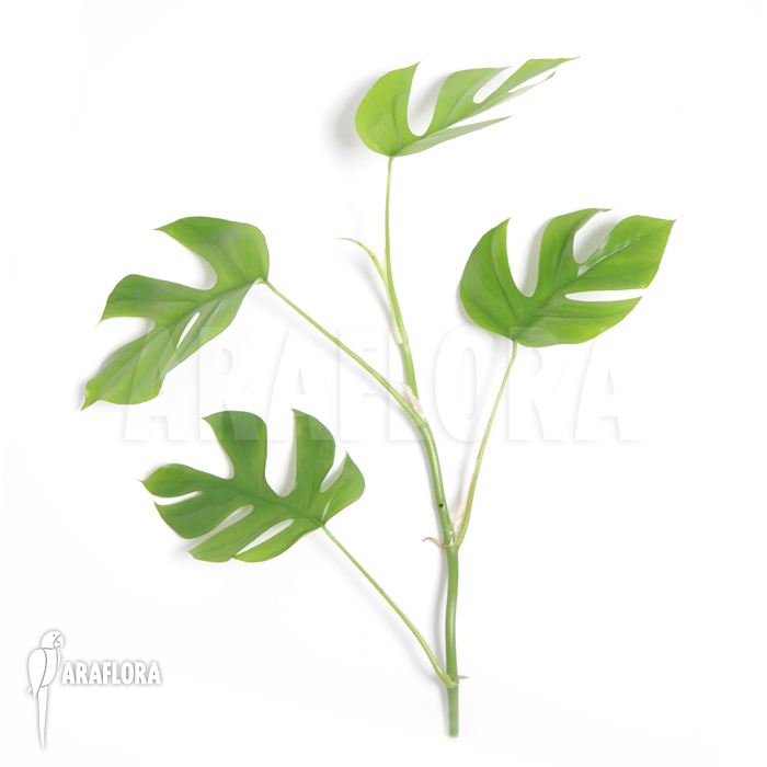 Rhaphidophora tetrasperma ‚M‘